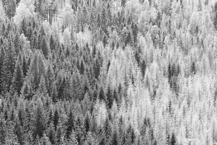 , Un portrait mélancolique en noir et blanc d’une forêt mourante