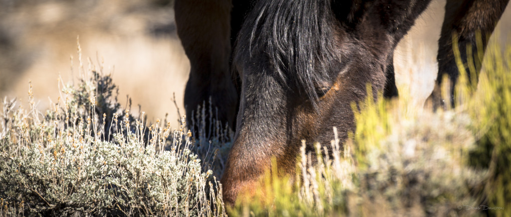 le nez des chevaux à la meule-Copyright 2015 Doug Daulton
