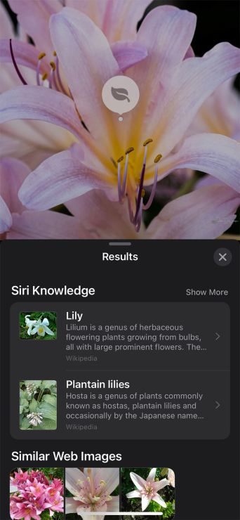 , Mobile Mondays : identifiez vos sujets sur votre iPhone avec Visual Look Up