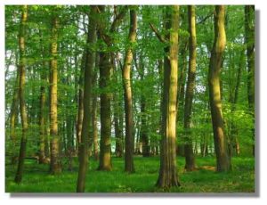 Lire la suite à propos de l’article Plantation de pins, comté de Kent, Michigan, États-Unis